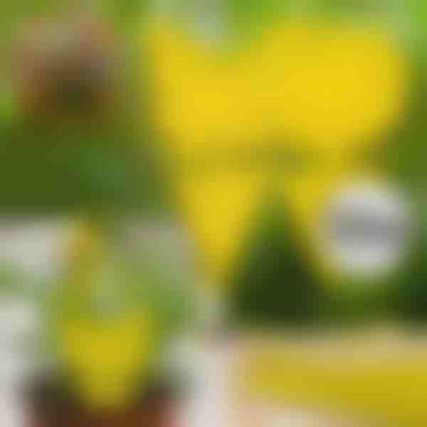 Lipīgi mušu slazdi (10 gab.) | BUGILURE