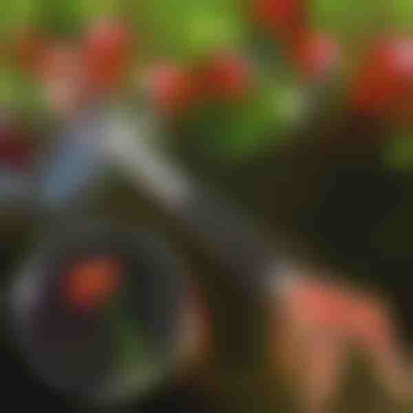 Koku atzarošanas šķēres | TREESNIP