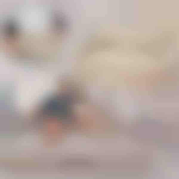 Piepūšamais Dīvāns-Gulta | SOFLINKA